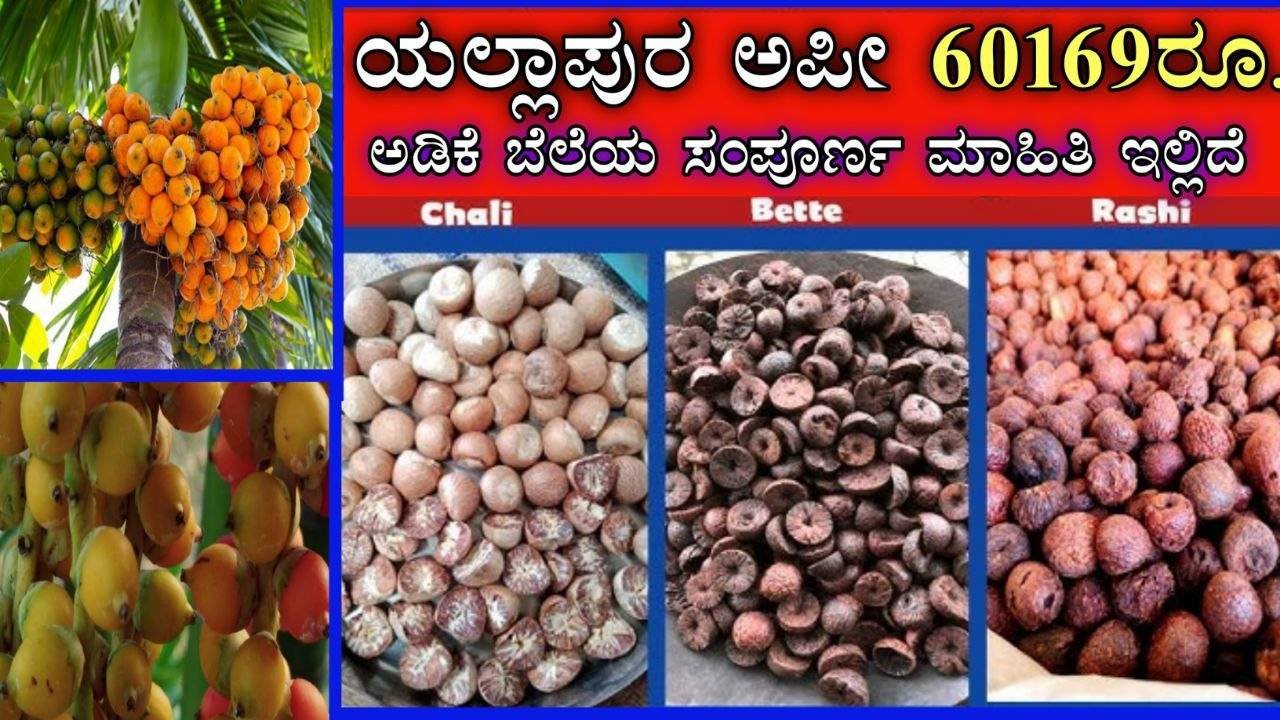 Today adike rate in karnataka ಇಂದಿನ ಅಡಿಕೆ ಧಾರಣೆ