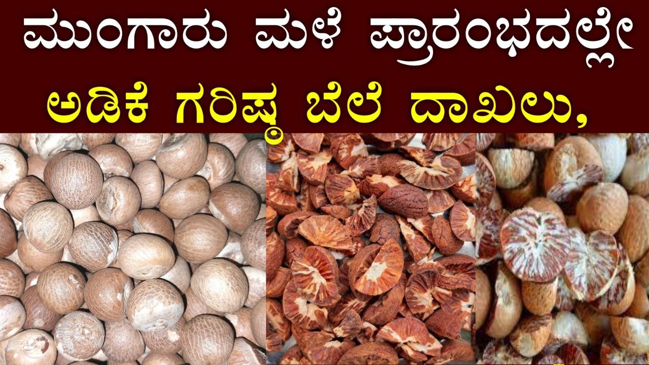 Arecanut price in kannada